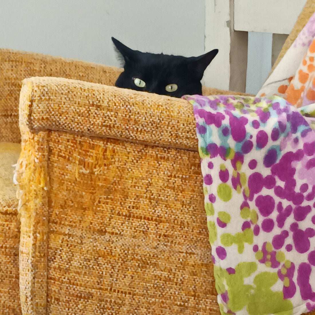 Black cat on a yellow chair