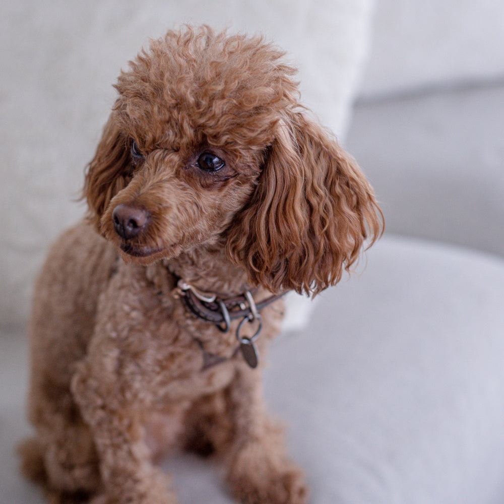 Dog sitting on a sofa with stain proof fabric.